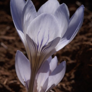 Crocus cancellatus ssp mazziaricus